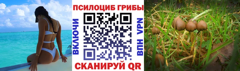 MEGA вход  Кемь  Галлюциногенные грибы MAGIC MUSHROOMS 